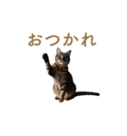 ねぎらい猫 動くよ！【キジ】（個別スタンプ：1）