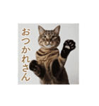 ねぎらい猫 動くよ！【キジ】（個別スタンプ：2）