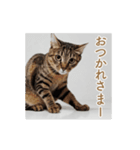 ねぎらい猫 動くよ！【キジ】（個別スタンプ：3）