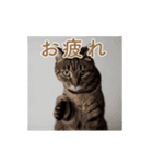 ねぎらい猫 動くよ！【キジ】（個別スタンプ：4）