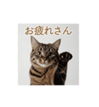 ねぎらい猫 動くよ！【キジ】（個別スタンプ：5）