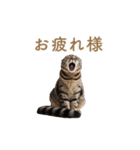ねぎらい猫 動くよ！【キジ】（個別スタンプ：6）