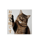 ねぎらい猫 動くよ！【キジ】（個別スタンプ：7）