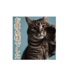 ねぎらい猫 動くよ！【キジ】（個別スタンプ：8）