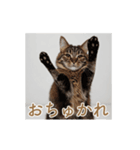 ねぎらい猫 動くよ！【キジ】（個別スタンプ：9）