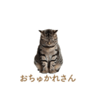 ねぎらい猫 動くよ！【キジ】（個別スタンプ：10）
