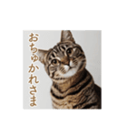 ねぎらい猫 動くよ！【キジ】（個別スタンプ：11）