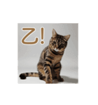 ねぎらい猫 動くよ！【キジ】（個別スタンプ：12）