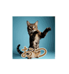 ねぎらい猫 動くよ！【キジ】（個別スタンプ：13）