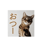 ねぎらい猫 動くよ！【キジ】（個別スタンプ：14）