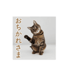 ねぎらい猫 動くよ！【キジ】（個別スタンプ：15）