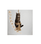 ねぎらい猫 動くよ！【キジ】（個別スタンプ：16）