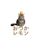 ねぎらい猫 動くよ！【キジ】（個別スタンプ：19）