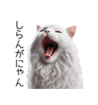 クールな白猫の日常スタンプ！3Dリアル（個別スタンプ：14）