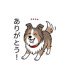 名前入りシェルティセーブル（個別スタンプ：1）