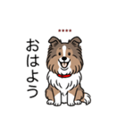 名前入りシェルティセーブル（個別スタンプ：2）