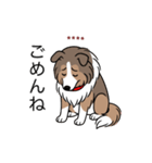 名前入りシェルティセーブル（個別スタンプ：3）