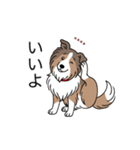 名前入りシェルティセーブル（個別スタンプ：4）