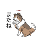 名前入りシェルティセーブル（個別スタンプ：8）