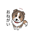 名前入りシェルティセーブル（個別スタンプ：10）
