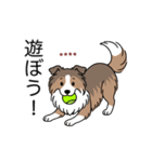 名前入りシェルティセーブル（個別スタンプ：11）