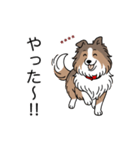 名前入りシェルティセーブル（個別スタンプ：12）