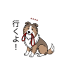 名前入りシェルティセーブル（個別スタンプ：13）