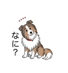 名前入りシェルティセーブル（個別スタンプ：15）