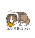 名前入りシェルティセーブル（個別スタンプ：16）