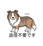 名前入りシェルティセーブル（個別スタンプ：17）