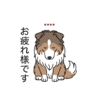 名前入りシェルティセーブル（個別スタンプ：18）