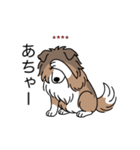名前入りシェルティセーブル（個別スタンプ：19）
