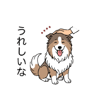 名前入りシェルティセーブル（個別スタンプ：20）