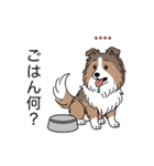 名前入りシェルティセーブル（個別スタンプ：21）