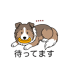 名前入りシェルティセーブル（個別スタンプ：22）