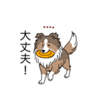 名前入りシェルティセーブル（個別スタンプ：23）