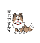 名前入りシェルティセーブル（個別スタンプ：24）
