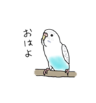セキセイインコの可愛い1日（ハルクイン）（個別スタンプ：1）