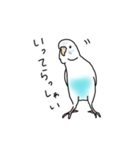 セキセイインコの可愛い1日（ハルクイン）（個別スタンプ：3）