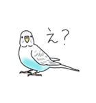 セキセイインコの可愛い1日（ハルクイン）（個別スタンプ：12）
