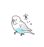 セキセイインコの可愛い1日（ハルクイン）（個別スタンプ：16）