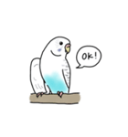 セキセイインコの可愛い1日（ハルクイン）（個別スタンプ：17）