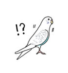 セキセイインコの可愛い1日（ハルクイン）（個別スタンプ：20）