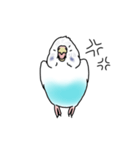 セキセイインコの可愛い1日（ハルクイン）（個別スタンプ：21）