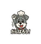 ミニチュアシュナウザーのシュナ店長（個別スタンプ：1）