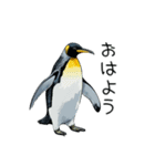 普段使いできるリアルなペンギンスタンプ（個別スタンプ：1）