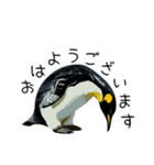 普段使いできるリアルなペンギンスタンプ（個別スタンプ：2）