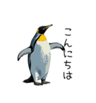 普段使いできるリアルなペンギンスタンプ（個別スタンプ：3）