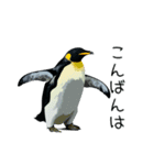 普段使いできるリアルなペンギンスタンプ（個別スタンプ：4）