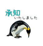 普段使いできるリアルなペンギンスタンプ（個別スタンプ：5）
